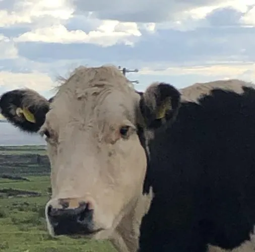 On Wild Atlantic Way *